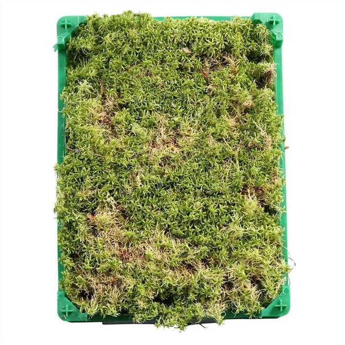 <h4>Sphagnum Plastic</h4>