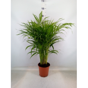 Dypsis lutescens   ...Chrysalidoca