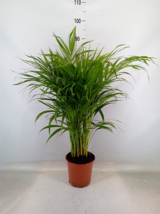 <h4>Dypsis lutescens   ...Chrysalidoca</h4>