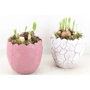 arr4 Narcis PL - Cracked egg mix 250/6