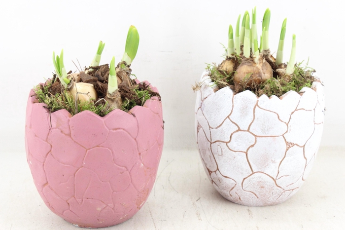 <h4>arr4 Narcis PL - Cracked egg mix 250/6</h4>