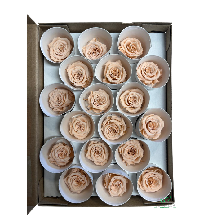 <h4>PRESERVED ROSES XS PEA-01</h4>