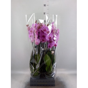 Phalaenopsis  'Ant Orlando'