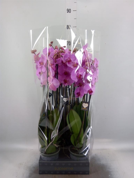 <h4>Phalaenopsis  'Ant Orlando'</h4>