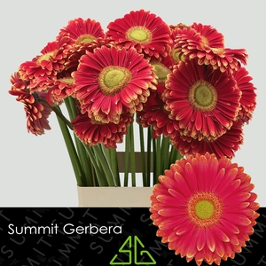 Gerbera Marylene Water X40 Lang