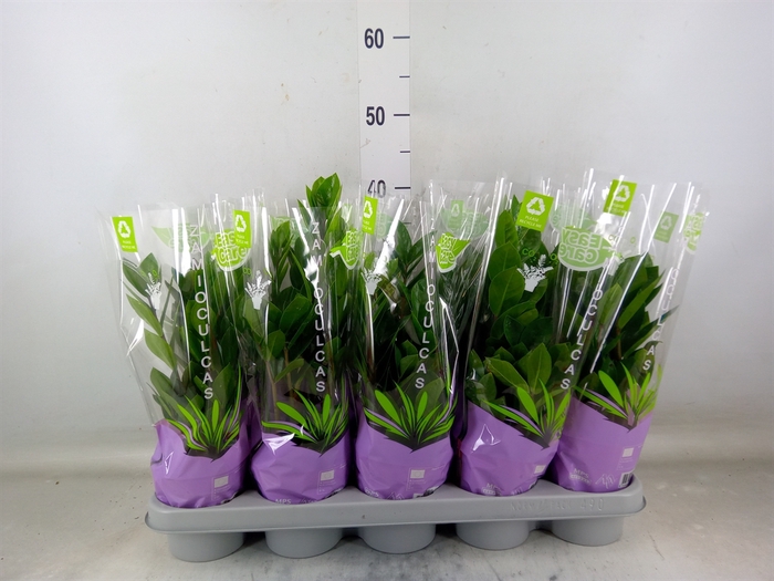 <h4>Zamioculcas zamiifolia</h4>