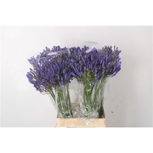 Agapanthus Arctic Ocean Blue