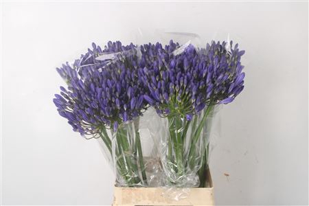 <h4>Agapanthus Arctic Ocean Blue</h4>