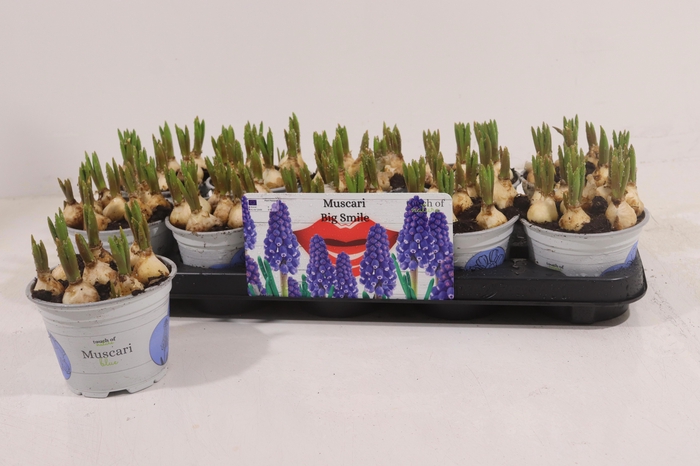 <h4>MUSCAR BIG SMILE</h4>