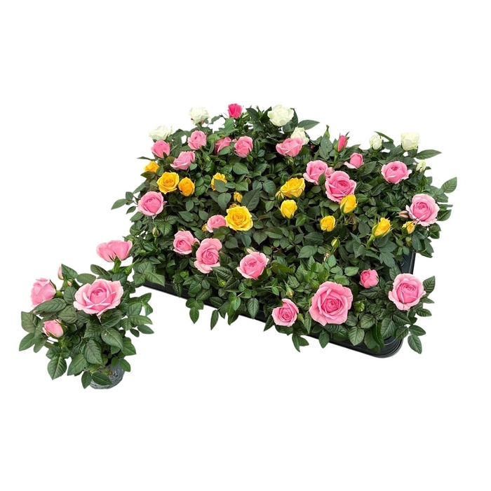 <h4>RO KORDANA GEM 4 SRT</h4>