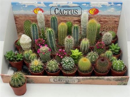 <h4>Cactus Gem</h4>