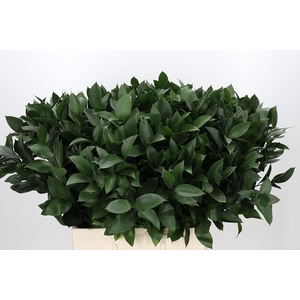 RUSCUS HYPOPHYLLUM