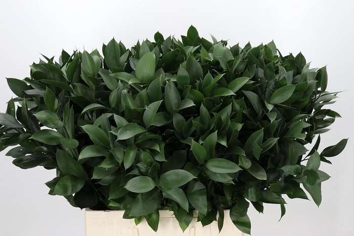 <h4>RUSCUS HYPOPHYLLUM</h4>