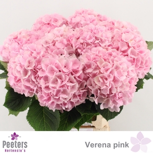 HYDR M CH VERENA