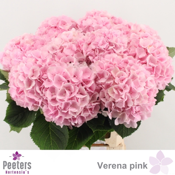<h4>HYDR M CH VERENA</h4>