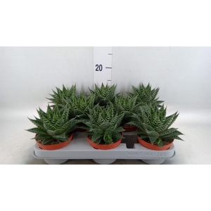 Gasteria