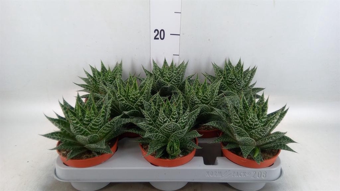 <h4>Gasteria</h4>