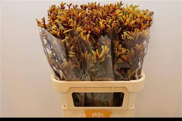 <h4>ANIGOZ GOLD FEVER</h4>