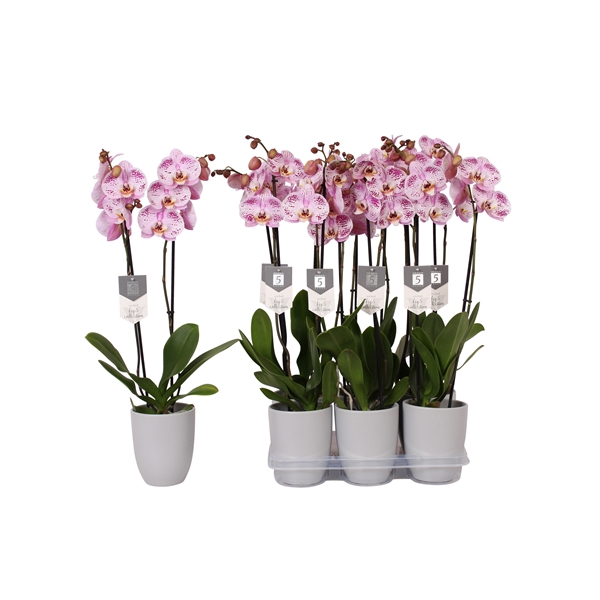 <h4>Phalaenopsis Spotted World, 2-spike 18+ Grey Ceramics</h4>