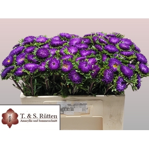 CALLIS MATS D BLAUW