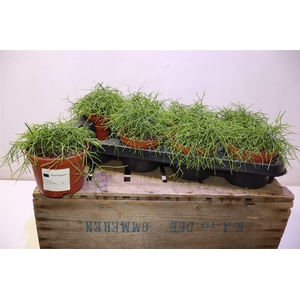 arr8 Rhipsalis Ba Oasis