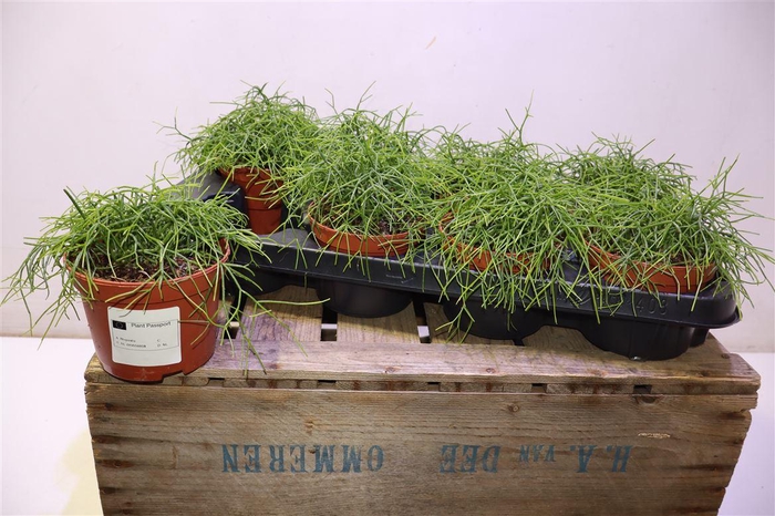 <h4>arr8 Rhipsalis Ba Oasis</h4>