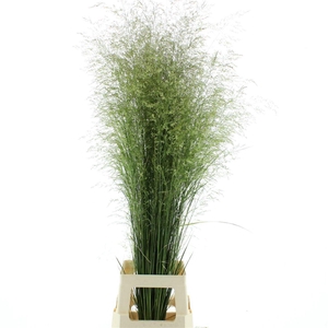 Deschampsia Silver