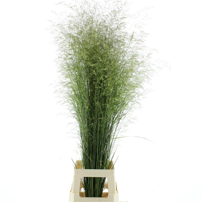 <h4>Deschampsia Silver</h4>