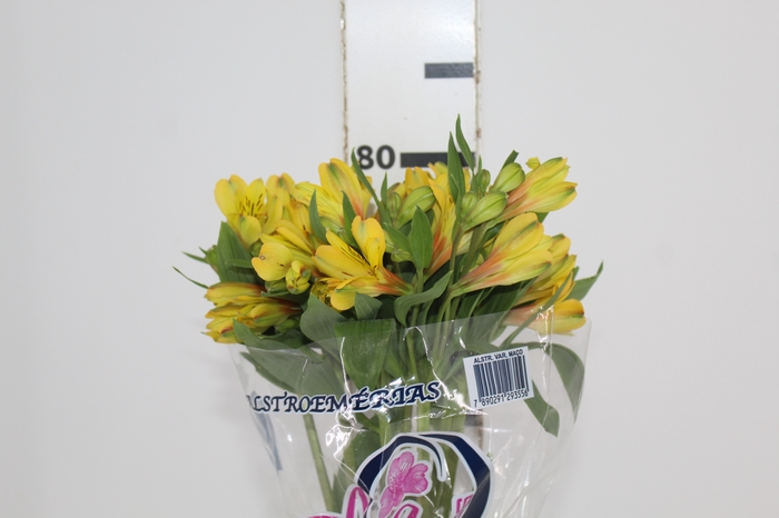 <h4>ALSTROEMERIA CARIBBEAN 080 CM</h4>