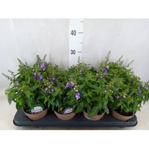 Angelonia  'Serena Purple'