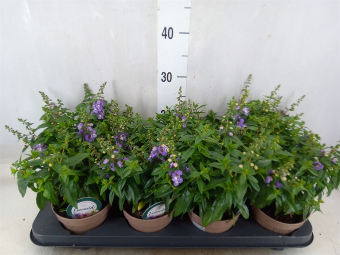 <h4>Angelonia  'Serena Purple'</h4>