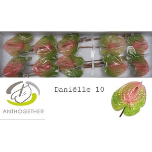 Anth A Danielle 15 cm X10 Oosterzon