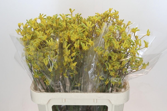 <h4>Anigozanthos Bush Down</h4>