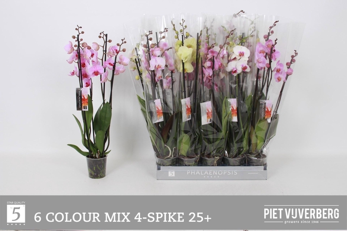 <h4>PHAL GEM 6 KL</h4>