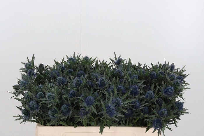 <h4>Eryng Aquarius</h4>