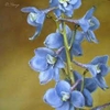 Delphinium Light Blue