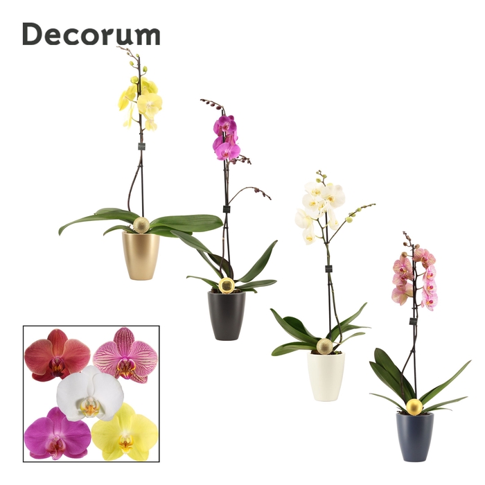 <h4>Phalaenopsis 1 tak 9+ mix in Carly met kerstbal (Neo Architect-c</h4>