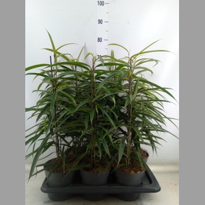 Ficus binn. 'Alii'
