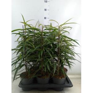 Ficus binn. 'Alii'