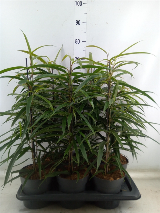 <h4>Ficus binn. 'Alii'</h4>