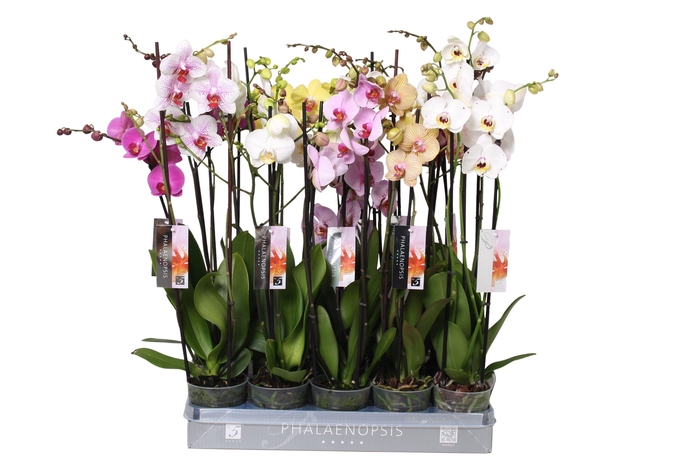 <h4>Phalaenopsis Italian mix, 2-spike 18+</h4>