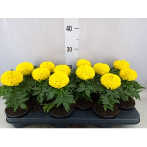 Tagetes erecta 'Taishan Yellow'
