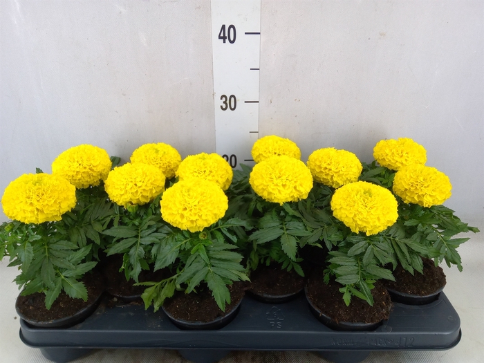 <h4>Tagetes erecta 'Taishan Yellow'</h4>