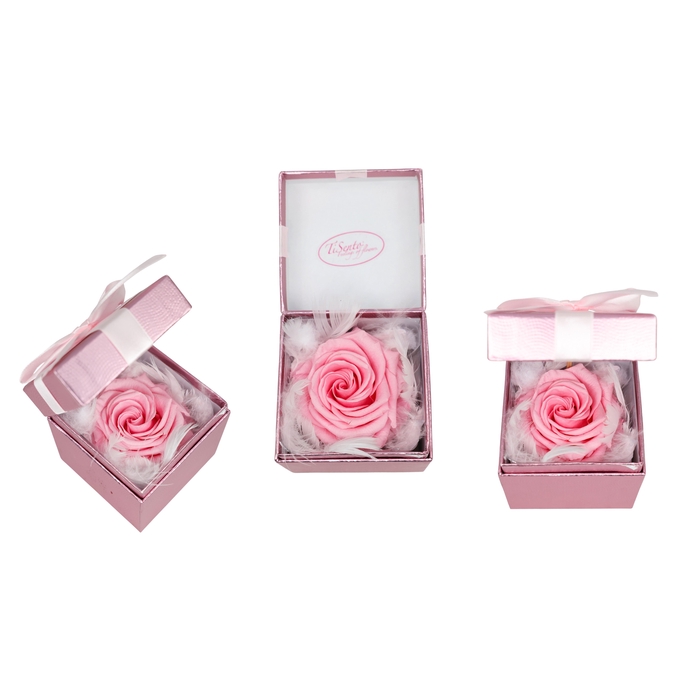 <h4>ARR ROSA POT H%</h4>