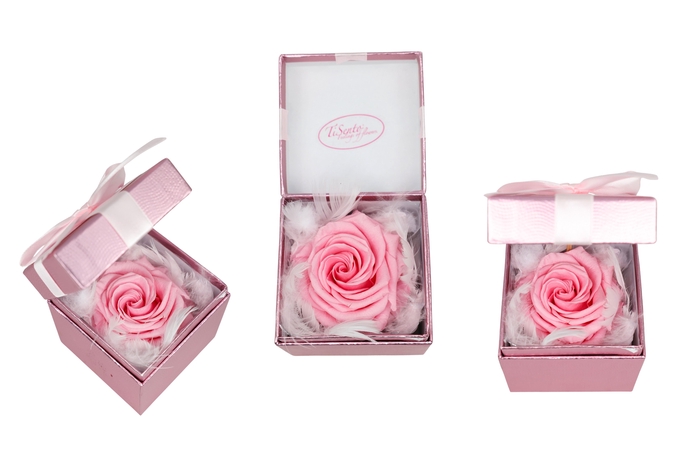 <h4>ARR ROSA POT H%</h4>