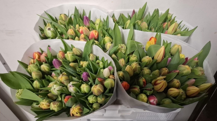 <h4>TU OV GEM P BS</h4>