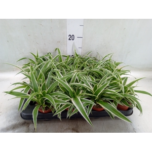 Chlorophytum com. 'Ocean'