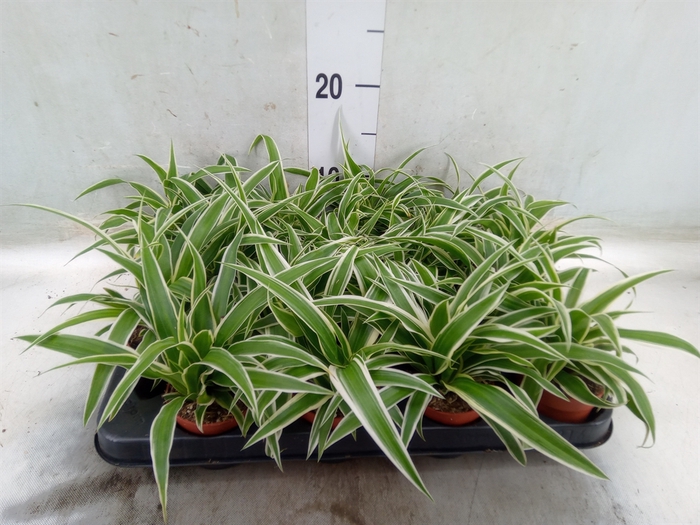 <h4>Chlorophytum com. 'Ocean'</h4>