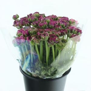 Ran Ponpon Malva Lila Extra