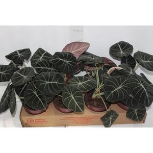 ALOCASIA BLACK P12